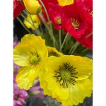 Мак польовий 3 голови 58 см, жовтий, тканина