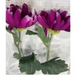 Квітка Хрізантеми