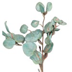 Евкаліпт під кригою 70 см